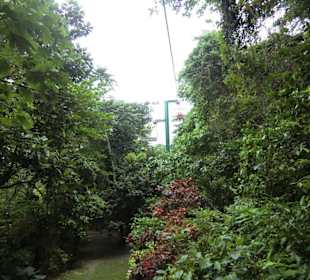 Schweben durch den Urwald