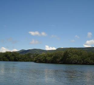 Mit dem Speedboot durch die Mangroven