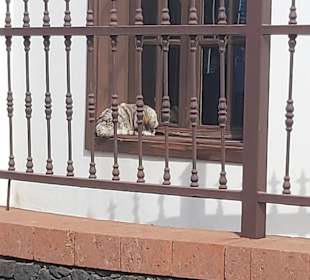 Wandern Puerto del Carmen