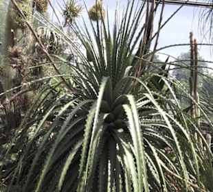 Botanischer Garten der Universität Zürich