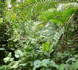 Wanderung durch den Nebelwald/Regenwald