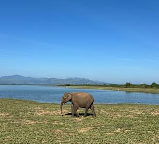 Udawalawe Nationalpark