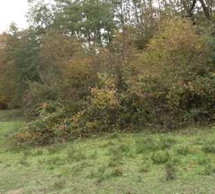 Schaukel auf den Knaupwiesen