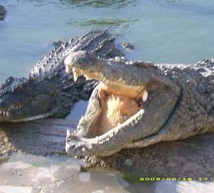 Blick auf die Krokodile