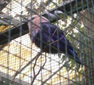 Weltvogelpark Walsrode