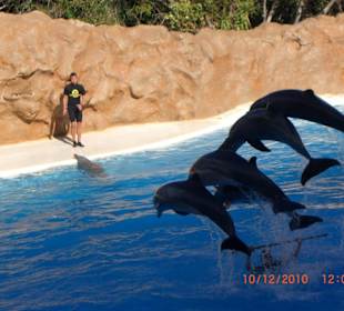 Delfine im Loro Park