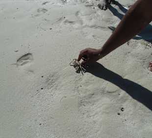 Ein Krebs der gerade Flüchten wollte