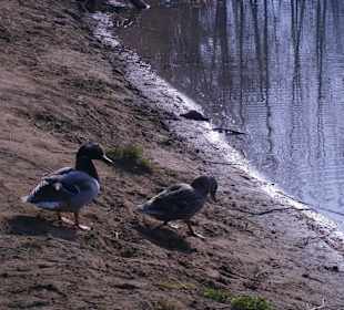 Wild ducks 