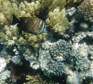 Rotes Meer, Brauner Segelflossendoktor