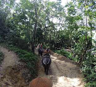 Podróż na słoniu przez las