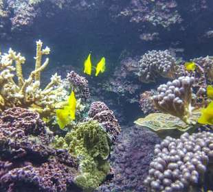 Gelbe Doktorfische