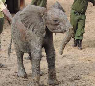 Babyfant-Rettung auf dem Weg nach Galdessa