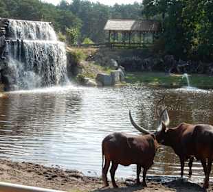 Durchfahrt Serengetipark