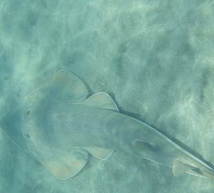 Gitarrenhai - Bucht von Abu Dabbab