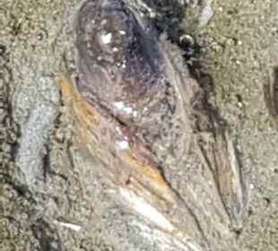 Wattwanderung Cuxhaven