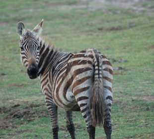 Einen Angriff überstanden?