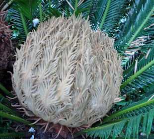 Im Zentrum einer Palme im Jardin des Plantes