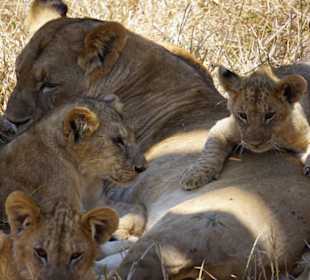 Solio - Löwen hautnah