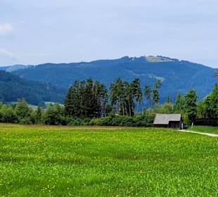 Blühende Wiesen