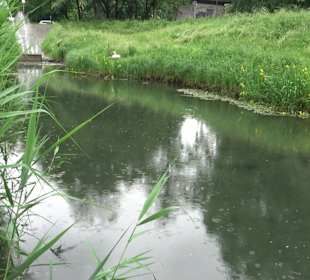 Forellenbächle Glacis Park