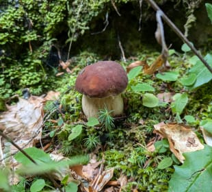 Wandern Hermagor - Pressegger See