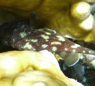 Liegen zwischen den Korallen