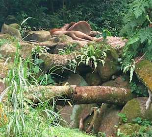 Singapur Zoo