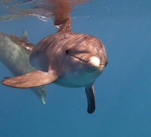 Delfintour 11.10.2013