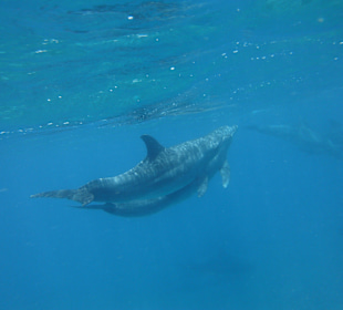 Traumhaft - Delfinausflug Mai 2014