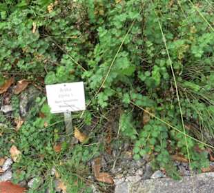Alpinum