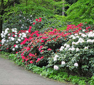 Impressionen aus dem Rhododendronpark Gristede