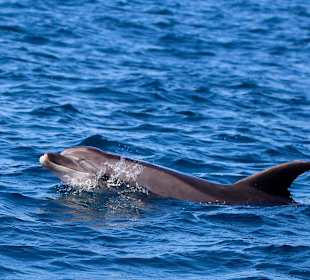 Delfin in der Strasse von Gibraltar