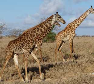 Giraffen direkt am Weg