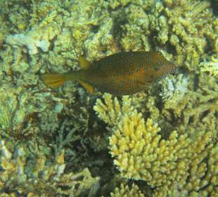 Unterwasser Scnorcheln am Hausriff