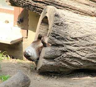 Otter - abhängen im Zoo Budapest