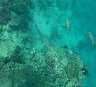 Hausriff, rechts von der Marina