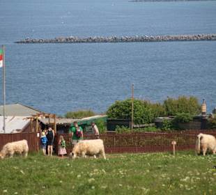 Schafe und Kühe im Oberland