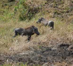 Safari Warzenschwein