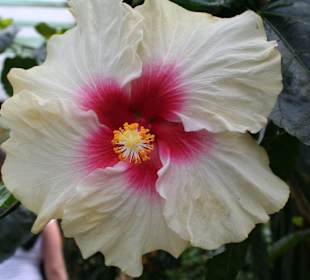 Auch Pflanzen sind zu sehen