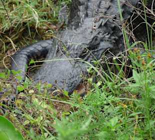 Cyprress National Preserve