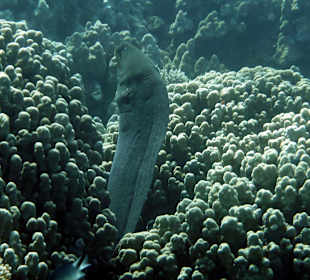 Schnorcheln Makadi Bay