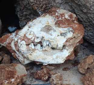 Versteinerte Tierknochen im Nationalmuseum