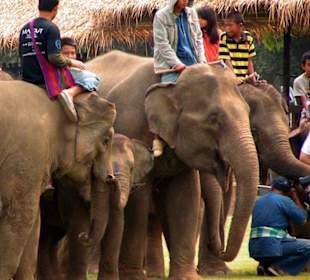 Elefanten mit Mahouts