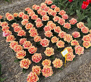 Floratuin Julianadorp