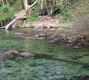 Flusspferde
