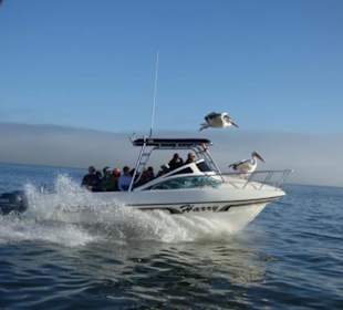Pelikane landen auf Boot