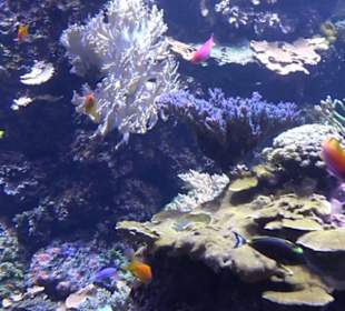 Aquarium