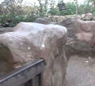 Deep in Africa - Black Mamba