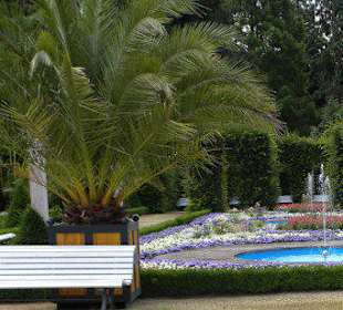 Palmen im Kurpark