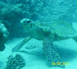 Direkt am Hotelstrand